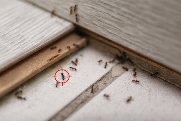 Best Mosquito Control Services  in Powder Springs, GA